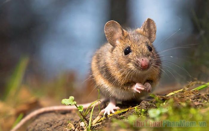 nam mo thay chuot la diem gi so bao nhieu tot hay