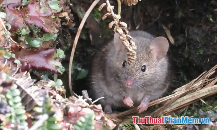 nam mo thay chuot nhat 034309449