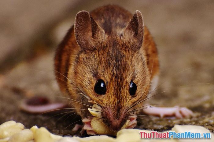 nam mo thay chuot 033656792