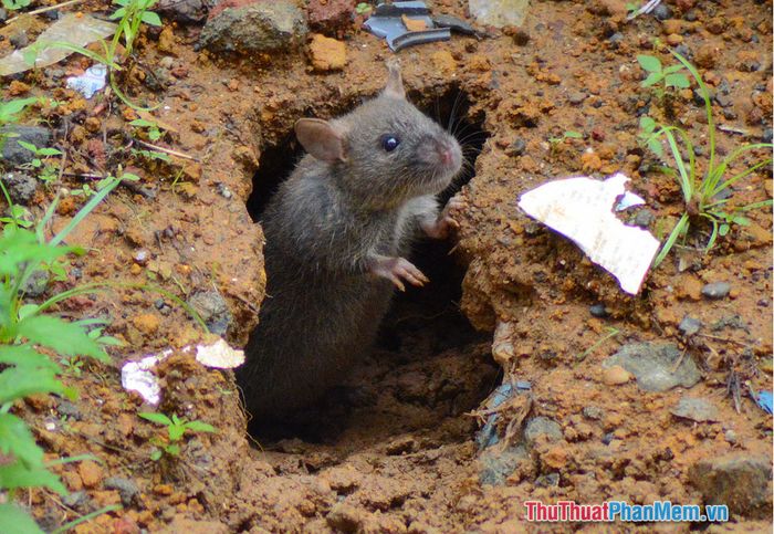 nam mo thay hang chuot 034328292