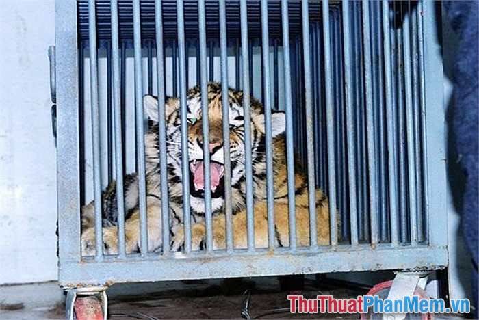 nam mo thay ho bi nhot trong long 085313517