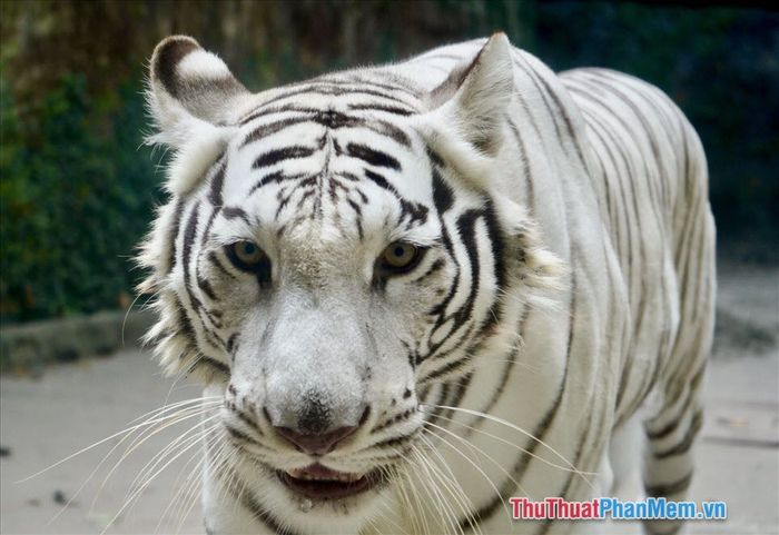 nam mo thay ho trang 085214751