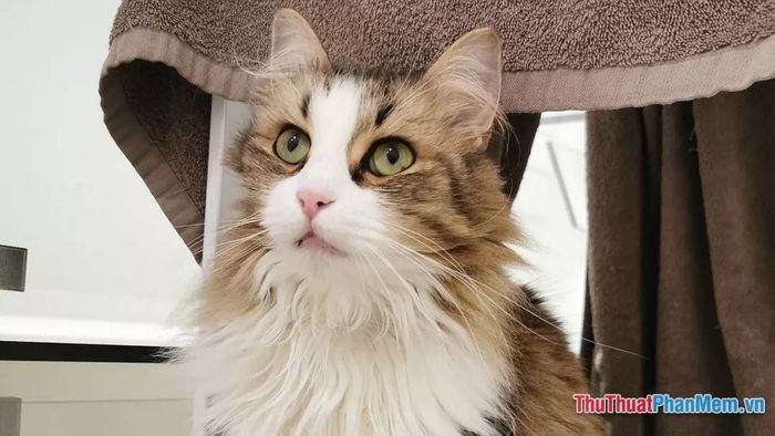 nam mo thay meo cung chet 091906684