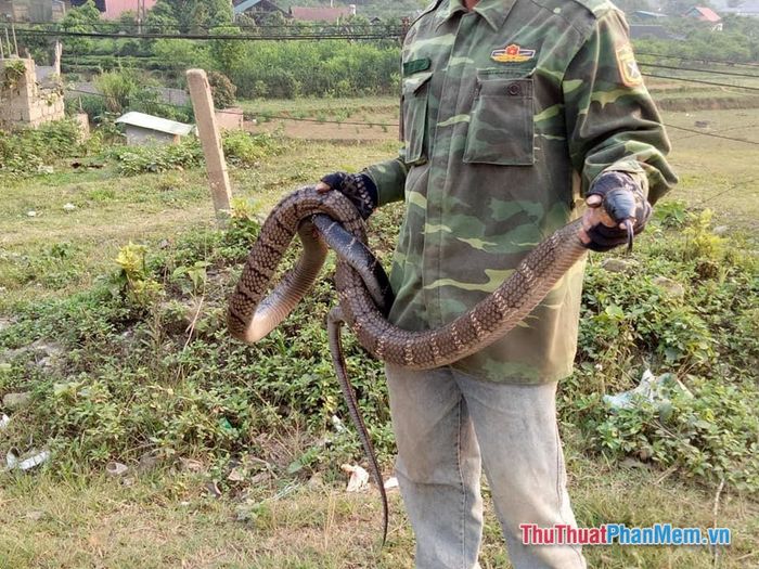 nam mo thay minh bat duoc con ran ho mang 091904674