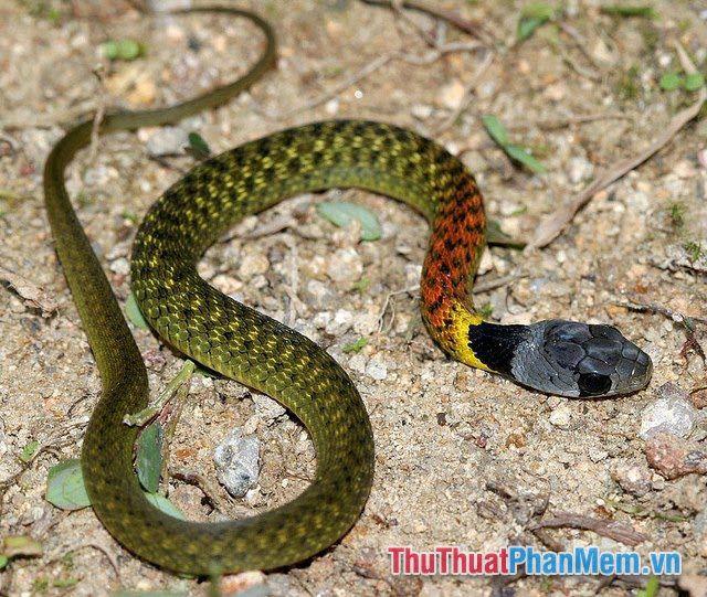 nam mo thay ran can minh 093214674