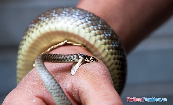 nam mo thay ran can nguoi khac 093129987