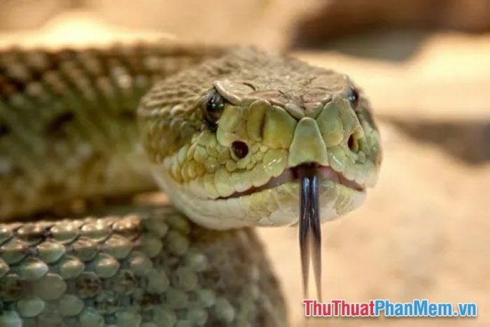 nam mo thay ran can vao lung 093401612