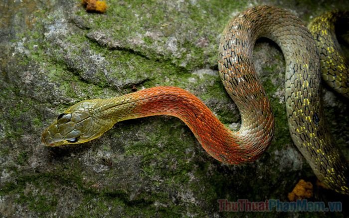 nam mo thay ran can vao tay la diem gi so bao nhieu 110357108 1