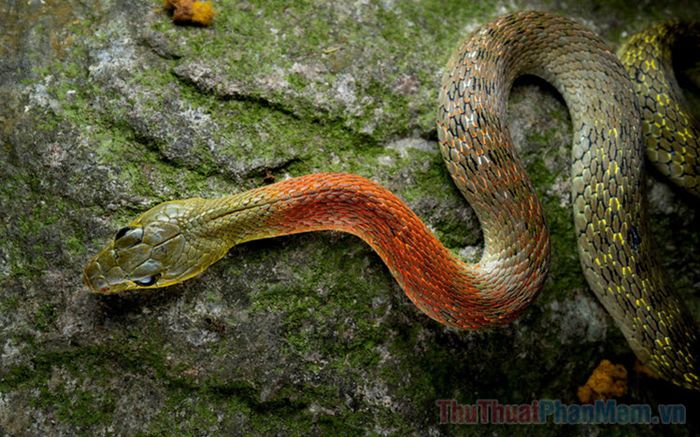 nam mo thay ran can vao tay la diem gi so bao nhieu 110357108