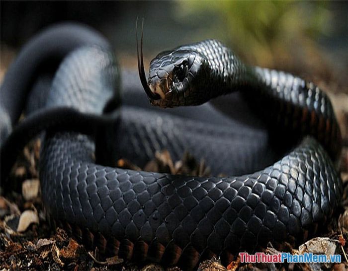 nam mo thay ran den can 093331721