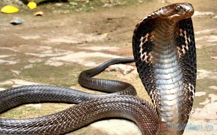 nam mo thay ran ho mang la diem gi so bao nhieu tot hay