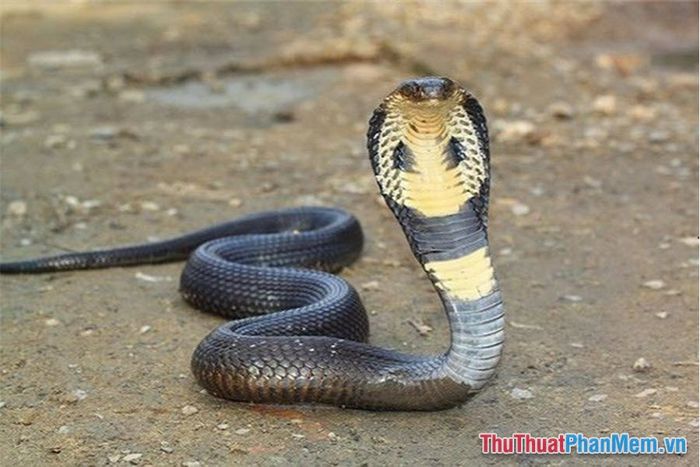 nam mo thay ran ho mang vao trong nha 091922581