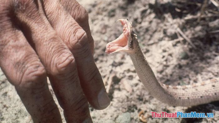 ngu mo thay ran can vao ngon tay 110451405