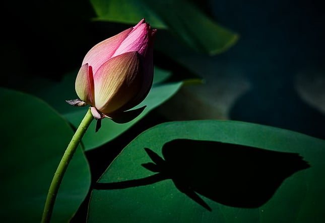 Hơi thở, con số và bước chân