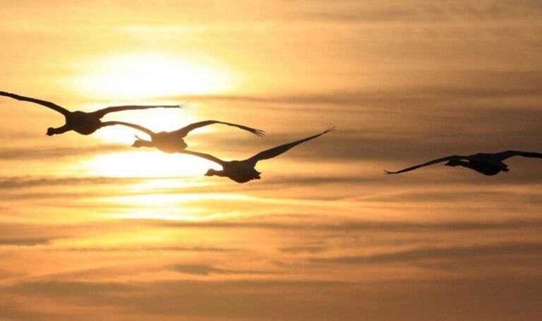 nhung canh thien di 1 0837 1