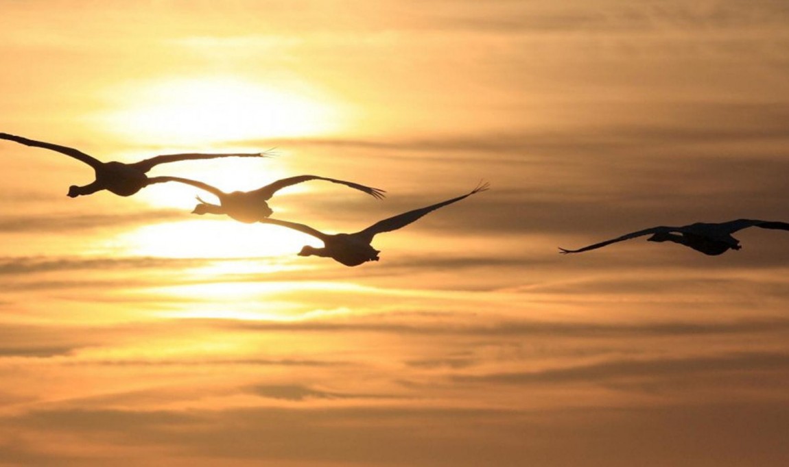 Những cánh thiên di 1