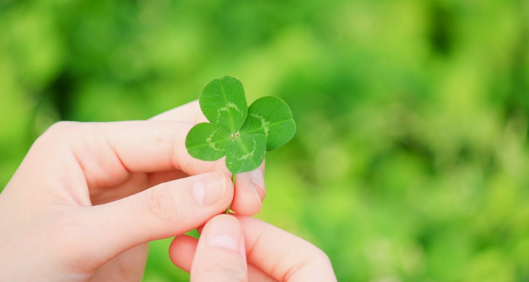 Những cánh thiên di 3