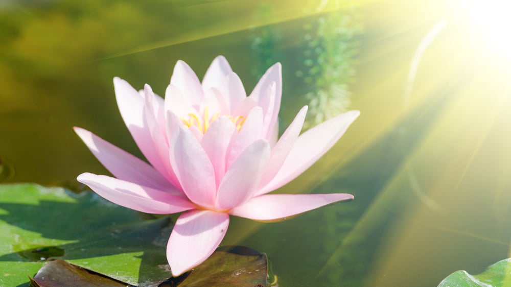 Thập thiện và lợi ích khi hành thập thiện 2