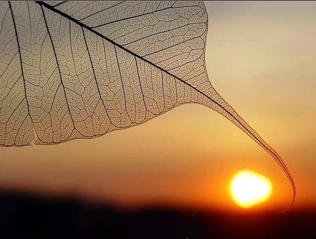 Bồ đề tâm là gì? Tại sao chúng ta nên phát Bồ đề tâm?