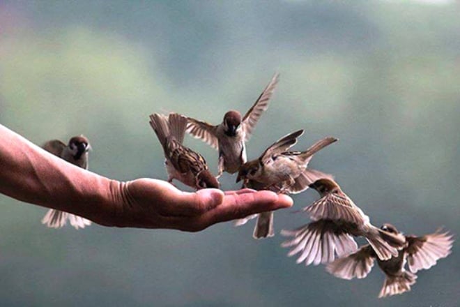 Phóng sinh - hành động gieo mầm phúc đức