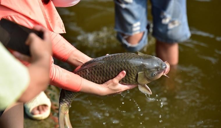 Lợi ích của việc phóng sinh