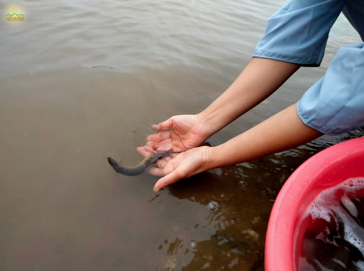 Sát sinh và quả báo theo góc nhìn đạo Phật 4