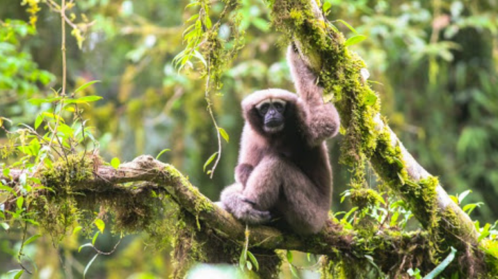 WWF - Tổ chức bảo tồn đa dạng sinh học