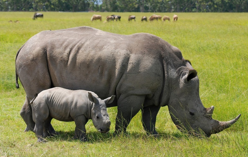 WWF cam kết bảo vệ môi trường tại Việt Nam