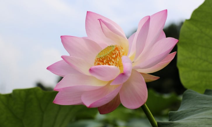 Sống an lạc với thuận duyên và nghịch duyên 1