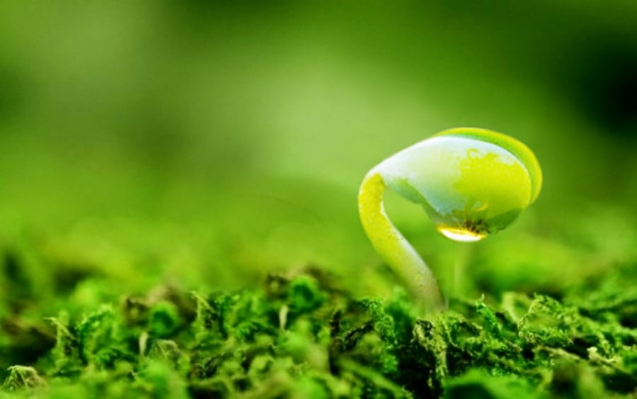 Nhân quả nghiệp báo là một quá trình tương tác