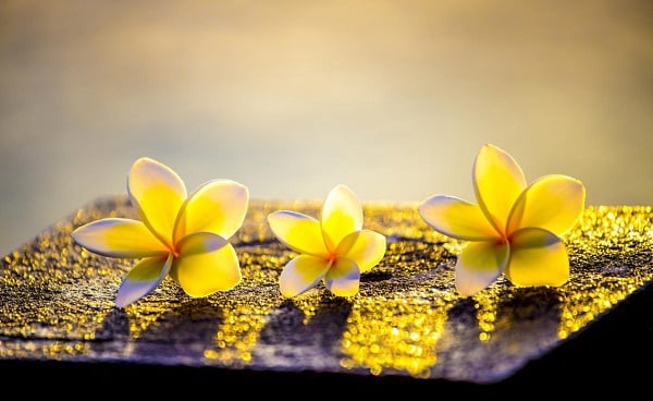 Tâm an vạn sự an – Tâm tịnh trú xứ trang nghiêm 2