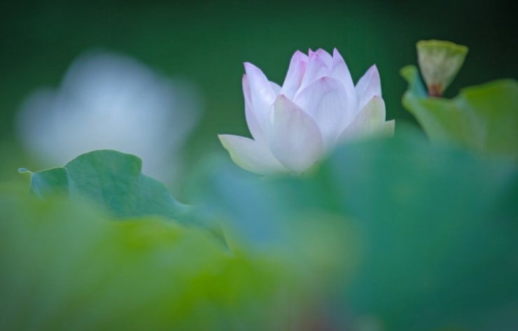 Đại sư Huệ Viễn viên tịch