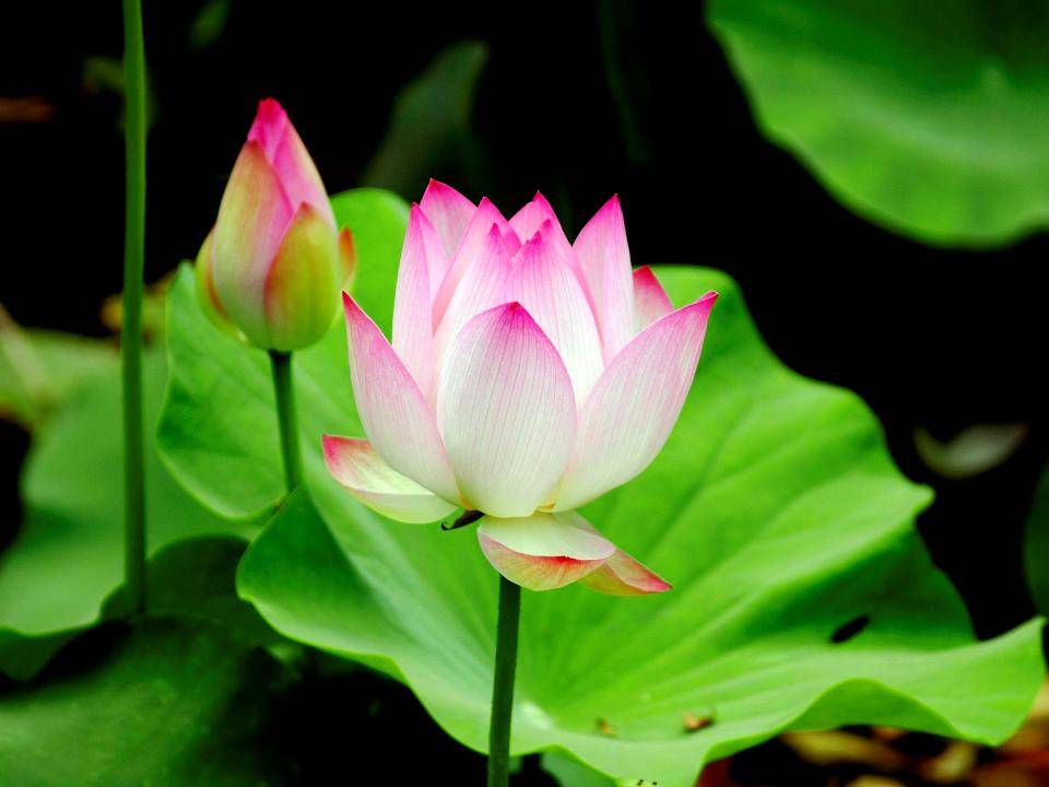 Lời Phật dạy về tham, sân, si của con người 3