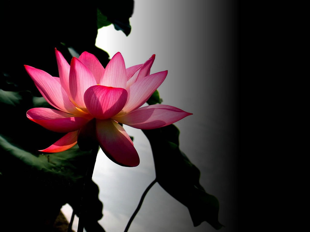 Hình ảnh thiền buông bỏ