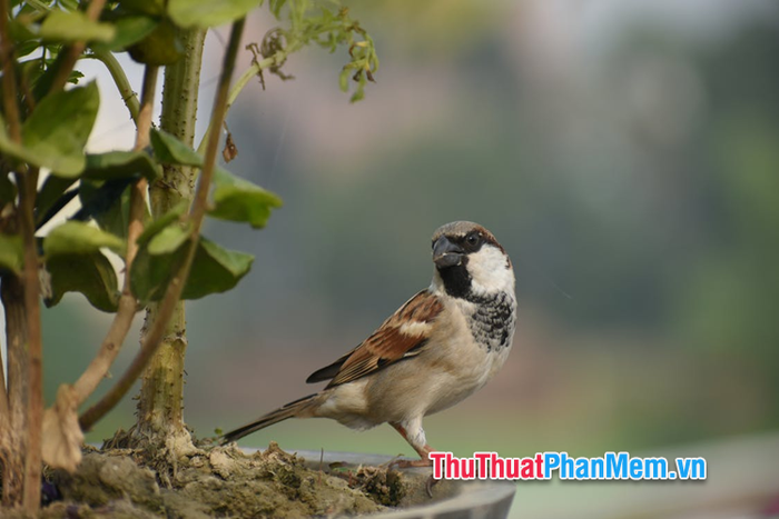 y nghia diem bao hien tuong chim se bay vao nha 025105814