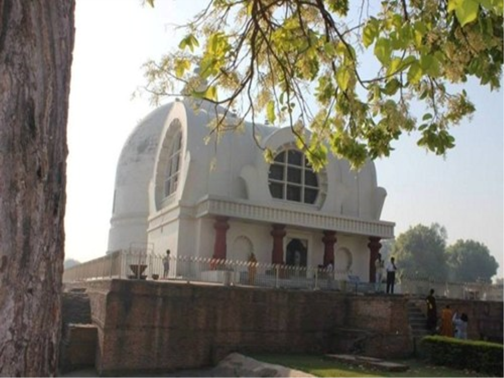 Phân biệt hoa sala, hoa vô ưu, hoa kỳ lân 1