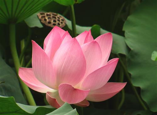 Hoa sen trong Phật giáo 3