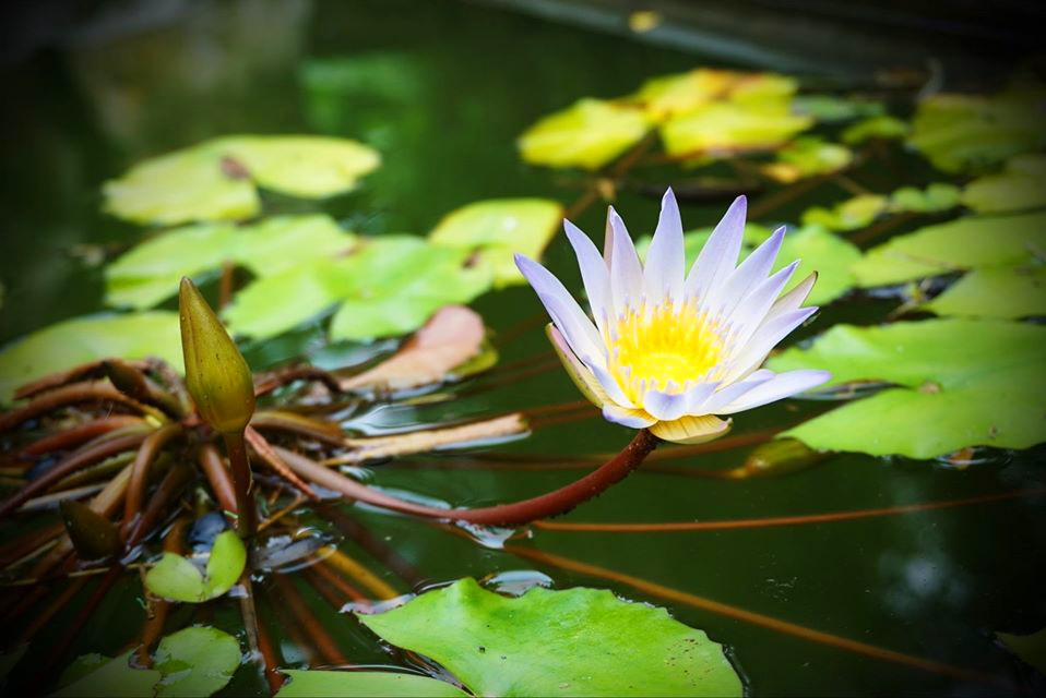 Khánh Long tự - ngôi già lam mang nét Huế tại Hà Nam 17