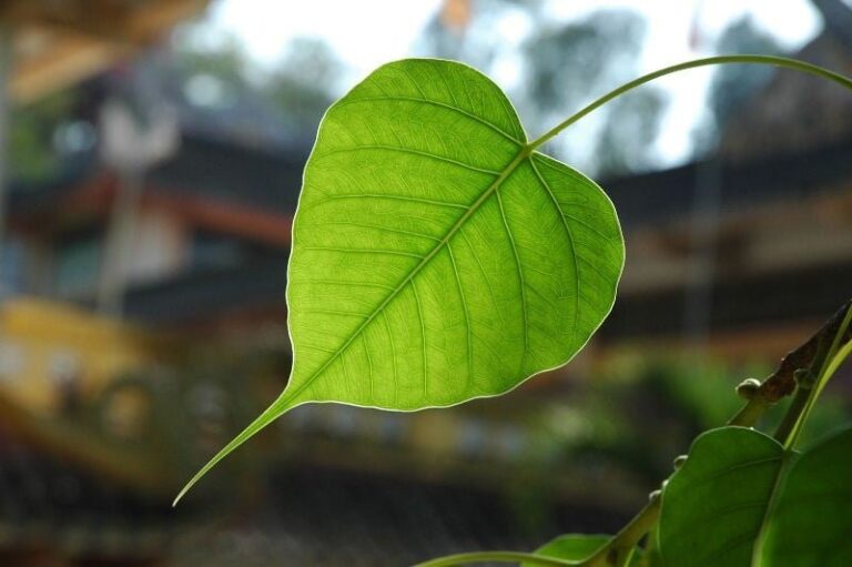 Ý nghĩa tối thượng của cuộc sống 2 1464275228659626783 0816 1