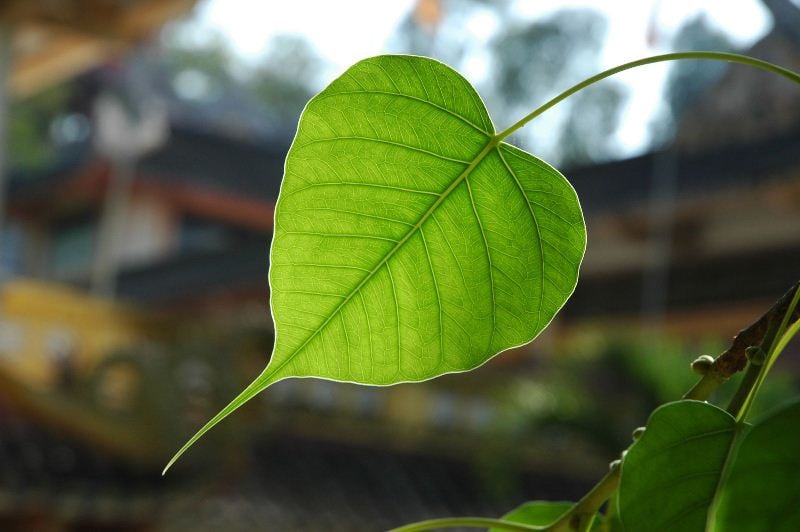 1464275228659626783-0816 Ý nghĩa tối thượng 1