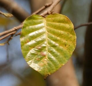 Phân biệt hoa sala, hoa vô ưu, hoa kỳ lân 3