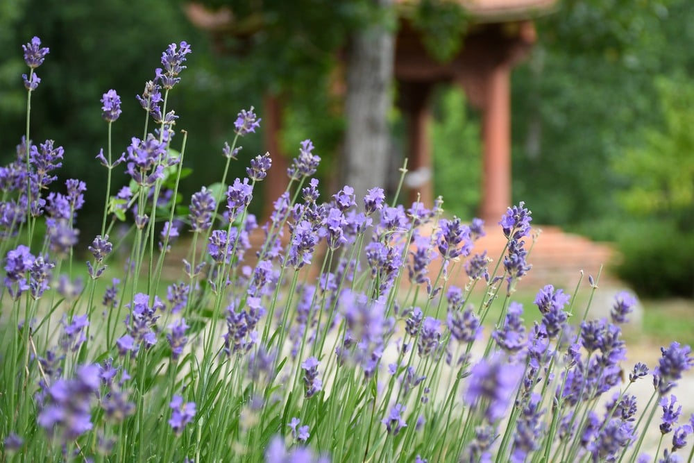 “Có duyên mà không có phận, có phận mà không có duyên” 1