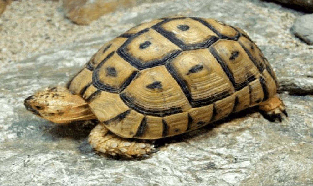 Quả báo ăn thịt rùa 1