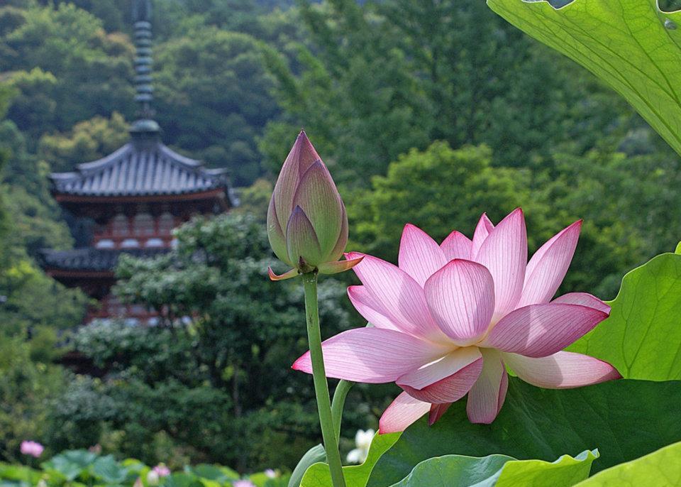 Phật giáo như là một triết học hay một tôn giáo 4