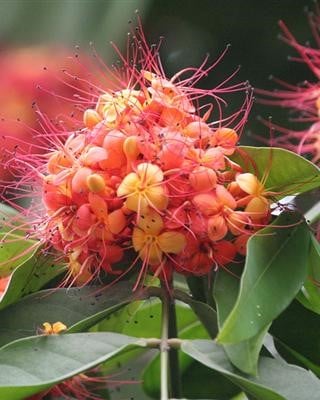 Phân biệt hoa sala, hoa vô ưu, hoa kỳ lân 6