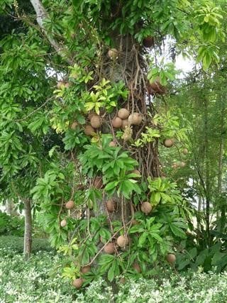 Phân biệt hoa sala, hoa vô ưu, hoa kỳ lân 7