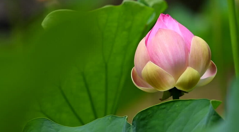 9 ân Đức Phật 1