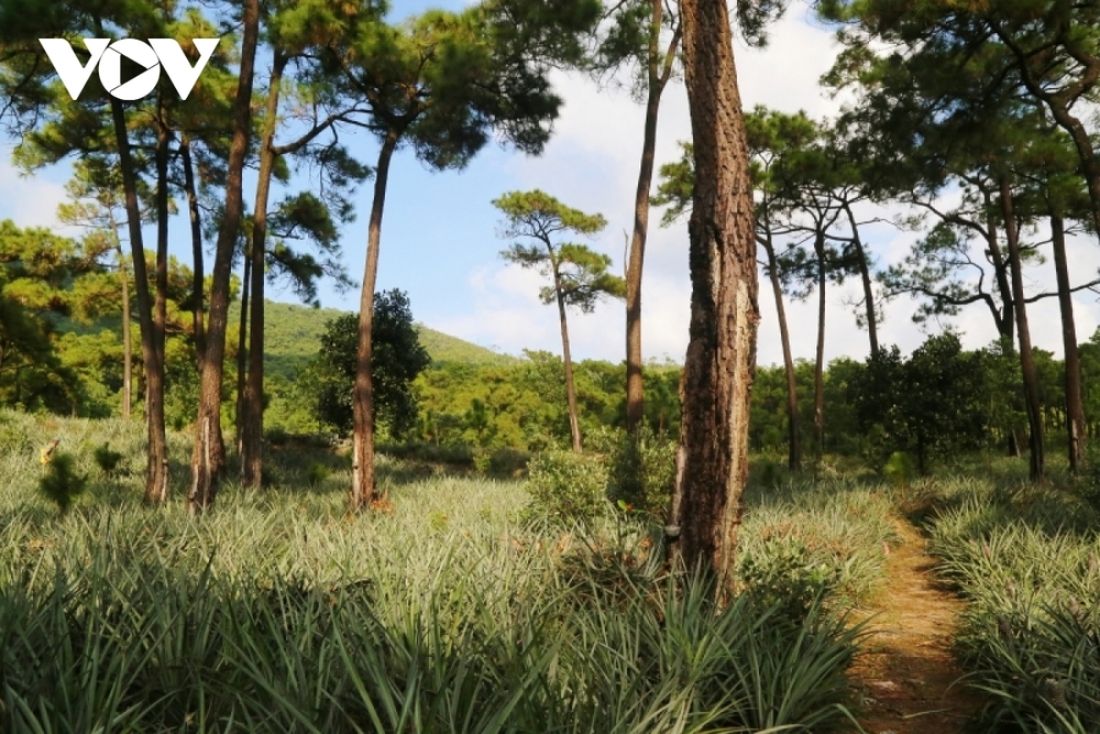 Chùa Lôi Âm Thượng - ngôi cổ tự trầm mặc giữa không gian xanh 6