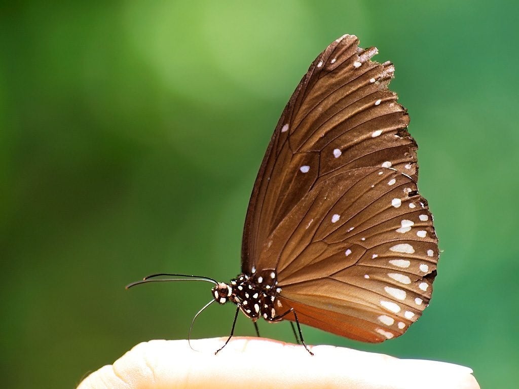 buom bay vao nha bao hieu dieu gi con so nao may man 2