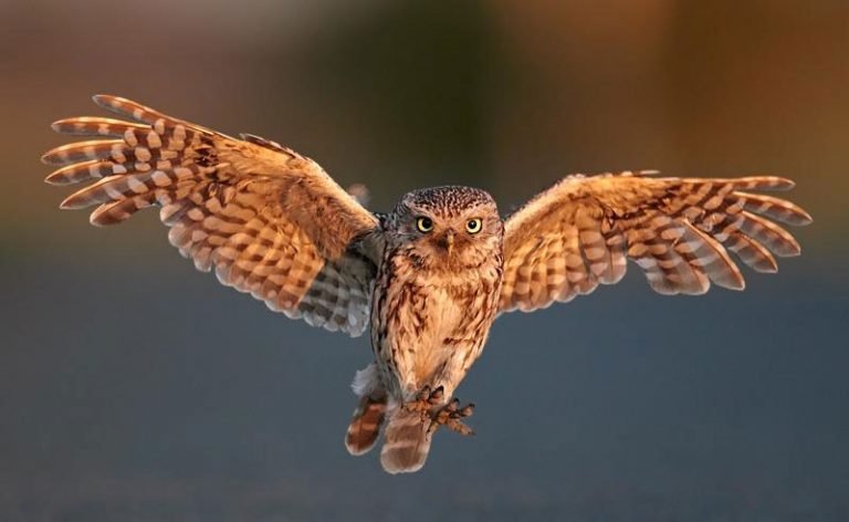 chim cu meo 1 0923 1